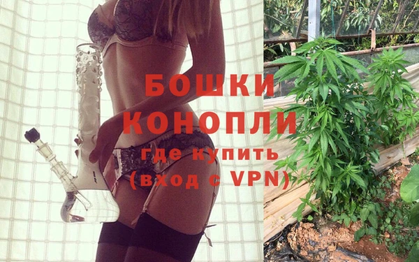 прущие грибы Верея